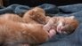 Kittens in Wonderland