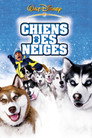Chiens des neiges