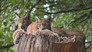 Der Luchs