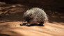 Platypus and Echidna