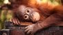 Red Ape: Saving the Orangutan