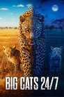 Poster de Big Cats 24/7