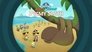 Pygmy Sloths