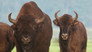 Der Wisent