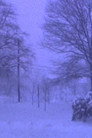 Heavy Snow in Silver Spring