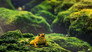 Wombat Poo & Dart Frog