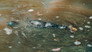 Rivers of Life