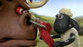 Der Stier