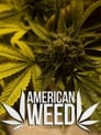 American Weed Episode Rating Graph poster