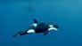 Sperm Whale Defence & Dead Ants