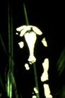Vacas