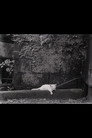 Director's Cat