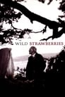 0-Wild Strawberries