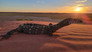 Desert Dwellers