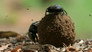 Dung Beetle & The Oldest Clam