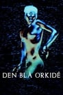 Den blå orkidé