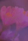 The Naked Flower