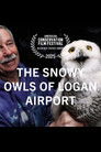 The Snowy Owls of Logan Airport