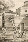 Night Falls on the Menagerie