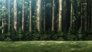 Forest of Giant Trees: The 57th Exterior Scouting Mission, Part 2