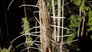 Can we save the trees?
