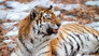 Siberian Tiger Quest