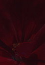 Flowerbed