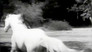 The Wild Stallion