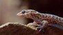 The Kalahari