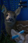 For Deer Life