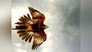 Beaks And Talons