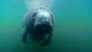 Manatee Farts & Poo Race