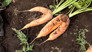 From Waste Produce to Future Food: Vegetable Sheet Creator - Keisuke Soda