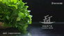 Chinese Motherwort
