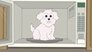What Happens if You Feed a Dog Chocolate While He Wears a Tin Foil Hat in the Microwave