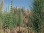 The First Forests
