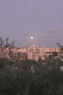 By the Olive Trees and the Moon