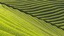 Wazuka Tea: A Vibrant Village of Fragrant Fields