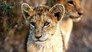 A Baby Lion's Story