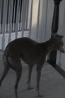 Buddy, Our Dog