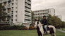 Ebony Horse Club