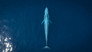The Grey Whale