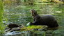 Baboon and Giant Otter