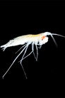 Smallest Predators