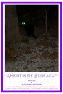A Night in the Life of a Cat