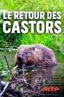 Le retour des castors : bâtisseurs de la nature