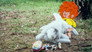 Pumuckl und die Ostereier