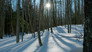 The Frozen Forest