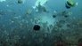 Killers of the Deep