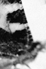 Footnote to a Season